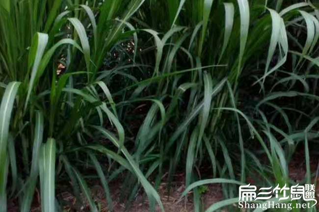 規(guī)模竹鼠養(yǎng)殖基地