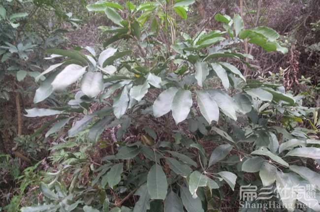 福州竹鼠之鄉(xiāng)