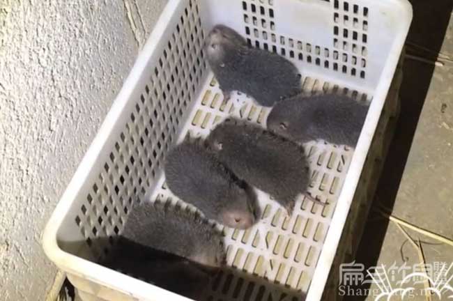 南平中華竹鼠養(yǎng)殖基地