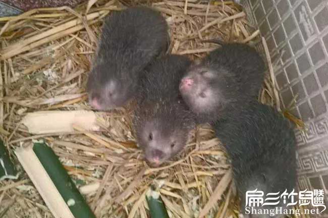 2024竹鼠養(yǎng)殖