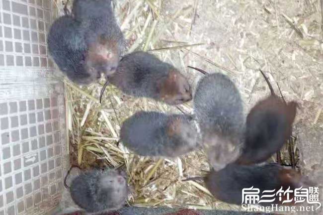 在晉安商品竹鼠多少錢 在晉安商品竹鼠多少錢