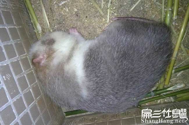 竹鼠規(guī)模養(yǎng)殖