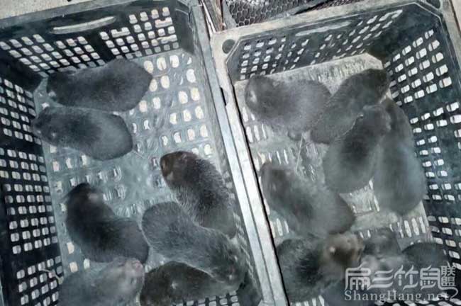 朔州竹鼠養(yǎng)殖場