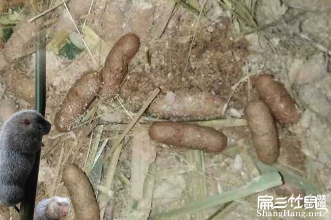 竹鼠大便問(wèn)題
