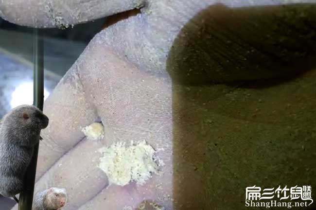 竹鼠大便看起來(lái)正常