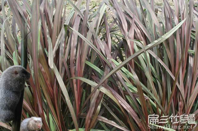 在農(nóng)村倉(cāng)山養(yǎng)殖竹鼠一 在農(nóng)村倉(cāng)山養(yǎng)殖竹鼠一