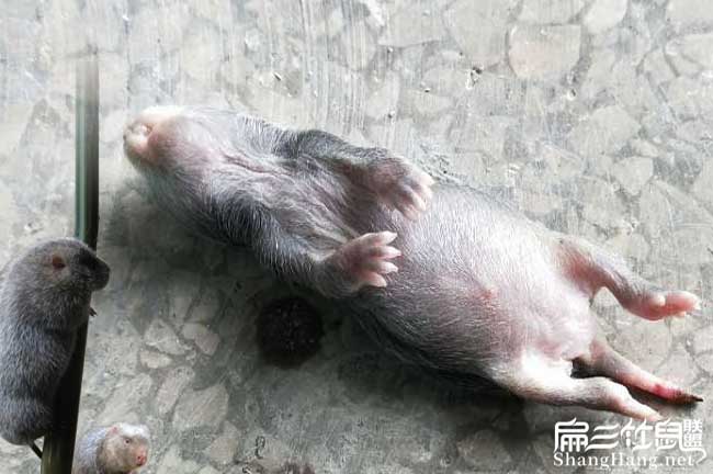 竹鼠養(yǎng)殖風(fēng)險