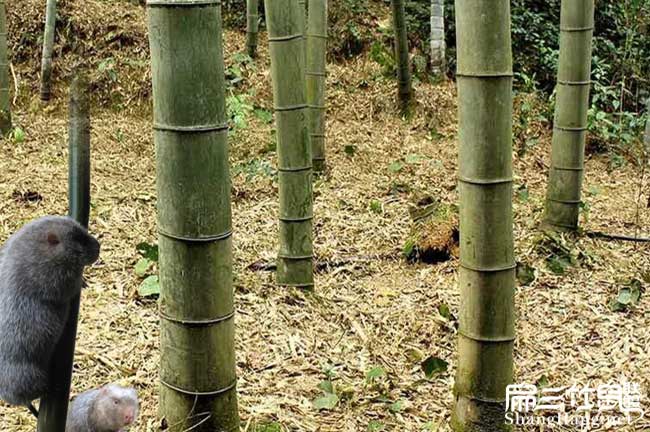 竹子資源