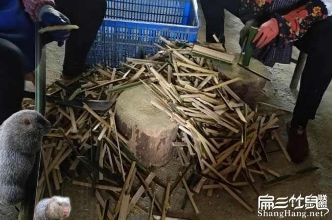 竹鼠食物規(guī)劃