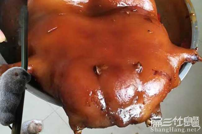 貴州銀星c紅頰竹鼠養(yǎng)殖技術
