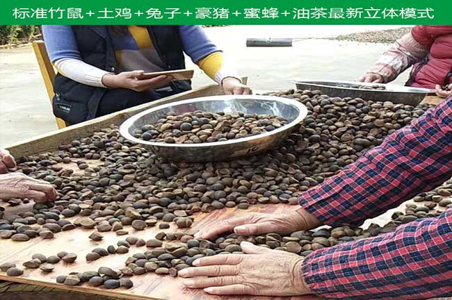 油茶種植技術