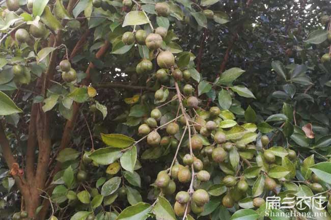 湖南高產(chǎn)油茶子樹(shù)