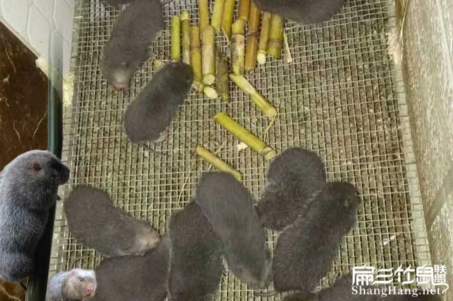 新形式竹鼠池底