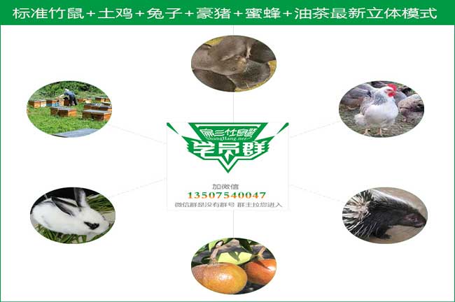 標準養(yǎng)殖模式