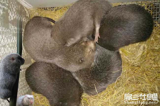 竹鼠合群
