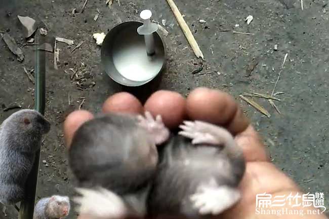 竹鼠喂奶