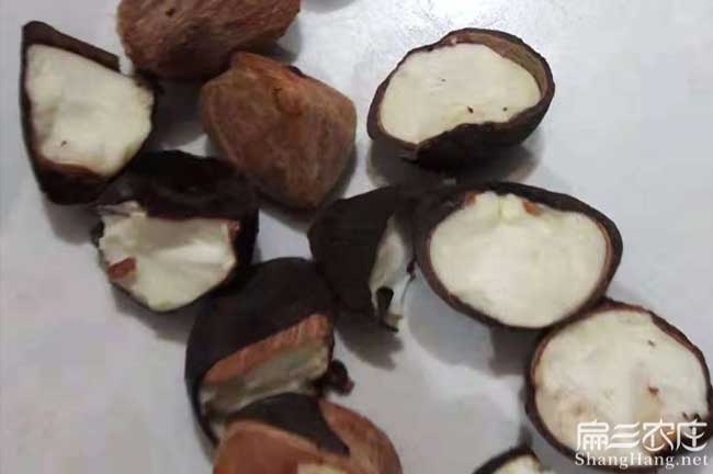 岳陽(yáng)茶籽批發(fā)