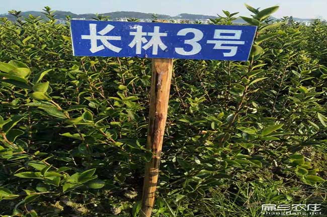 湖北長(zhǎng)林油茶苗