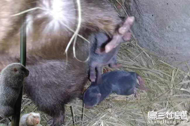 竹鼠喂奶方法