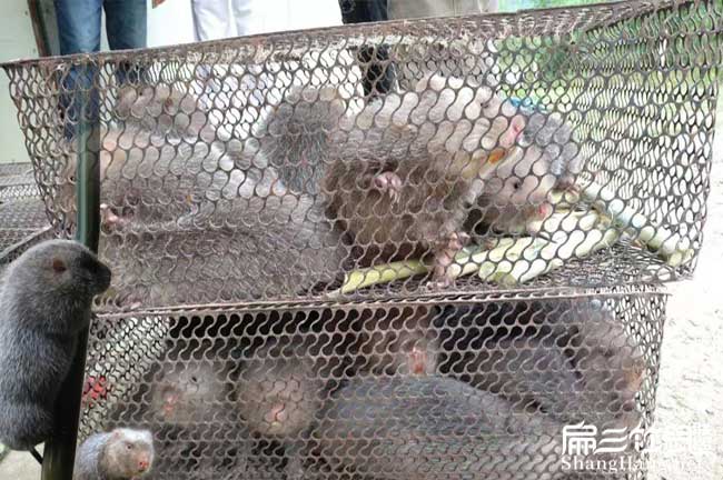 竹鼠銷售