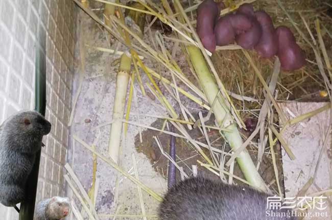 小竹鼠養(yǎng)殖方式