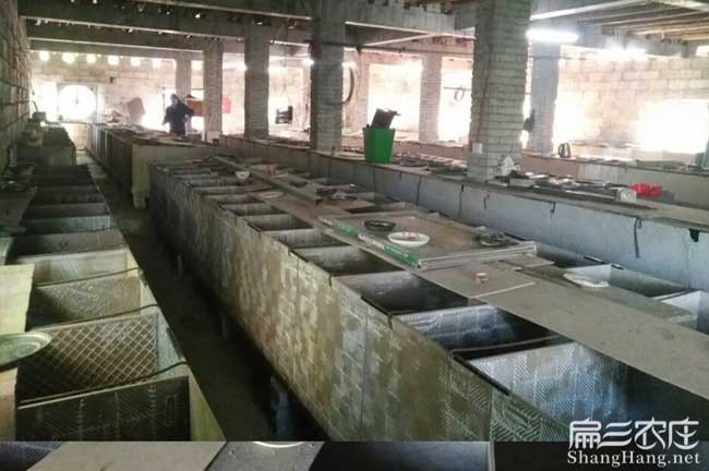 竹鼠養(yǎng)殖基地