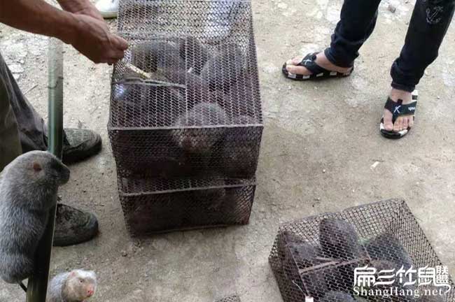 竹鼠批發(fā)中國