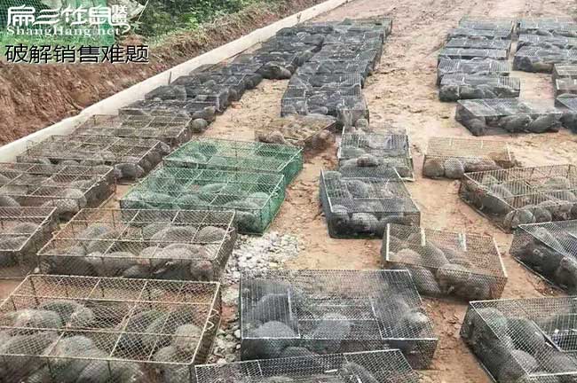 竹鼠銷售模式