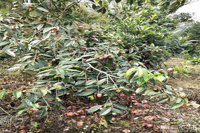 耒陽(yáng)油茶基地