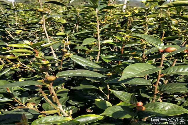 九江油茶園