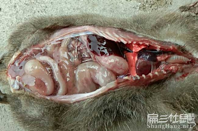 竹鼠胃腸炎