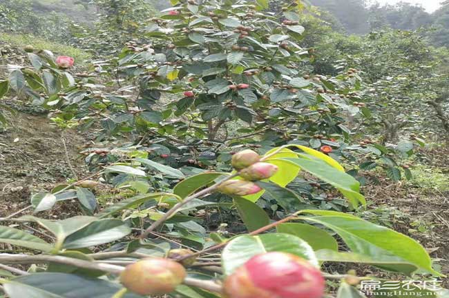 門澧茶樹(shù)種植