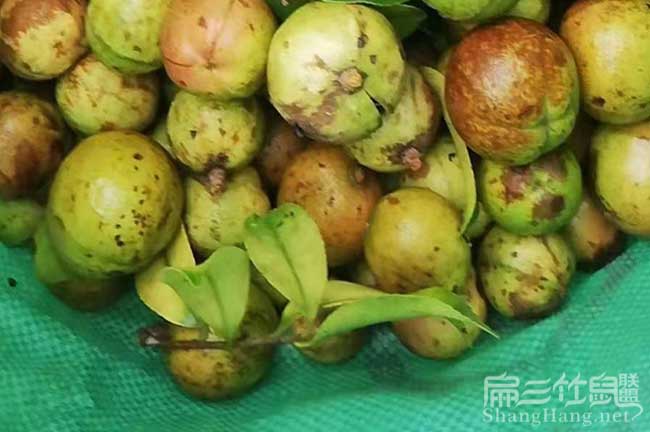 邵陽(yáng)茶籽批發(fā)