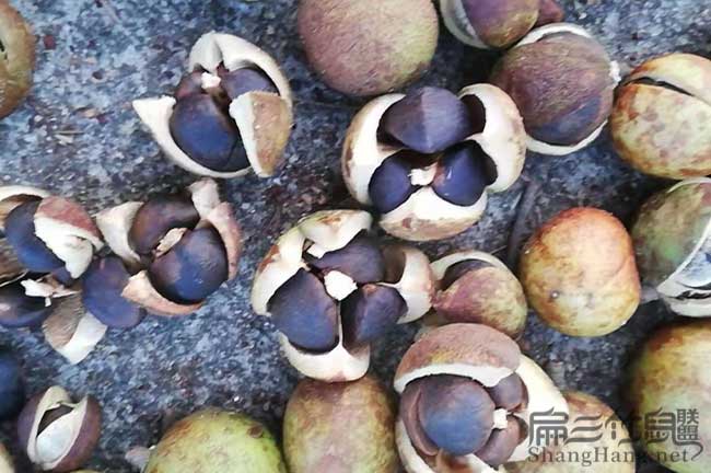 攸縣茶果收購