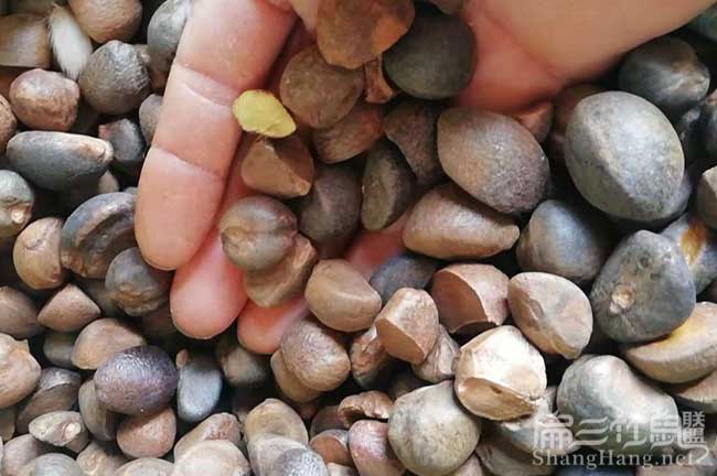 中國湖北茶籽價(jià)格