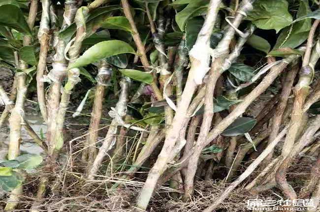 鷹潭油茶苗批發(fā)