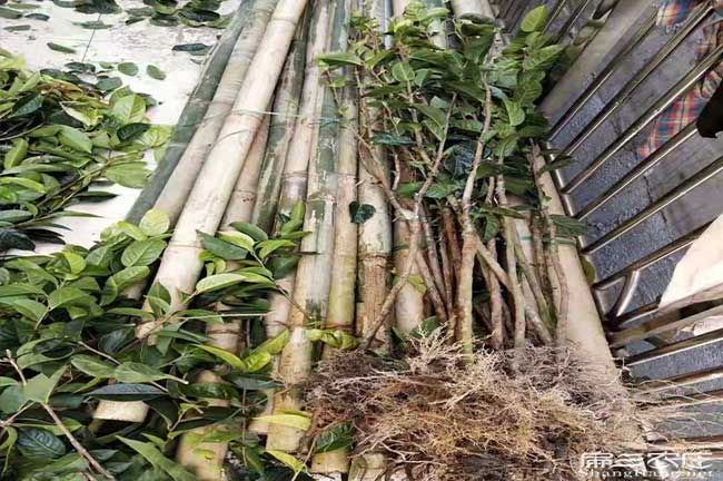 上饒油茶種植