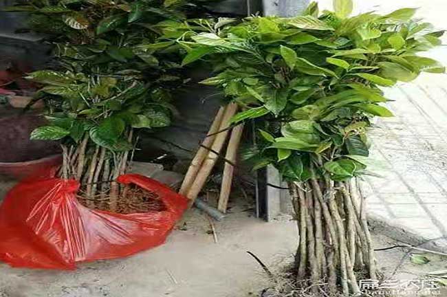 南昌油茶苗批發(fā)