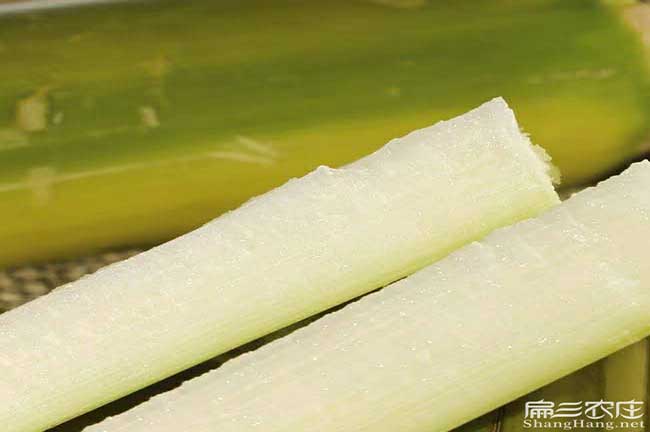 雁山甘蔗種植