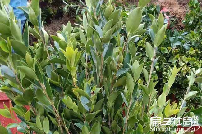 湘鄉(xiāng)茶樹苗