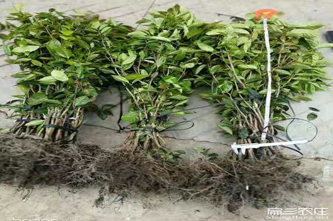 漢壽茶樹(shù)種植基地