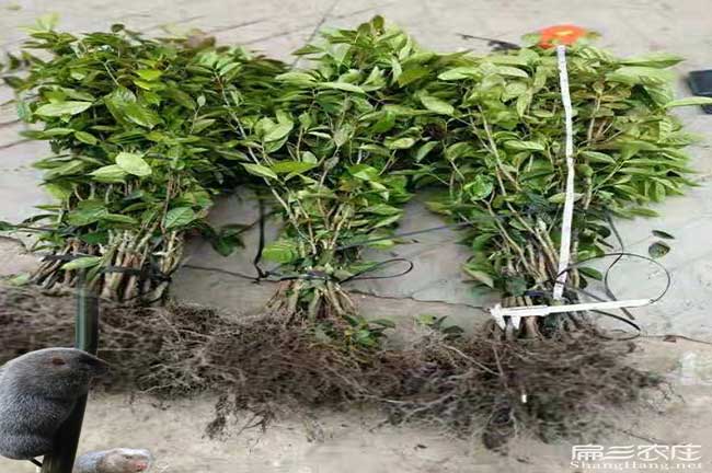 南昌高產油茶苗