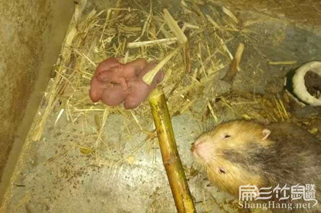 竹鼠價(jià)錢