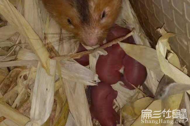 竹鼠種苗價(jià)錢