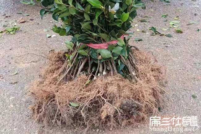 關(guān)注湘潭油茶苗種植基地和茶籽收購價(jià)格請(qǐng)進(jìn)