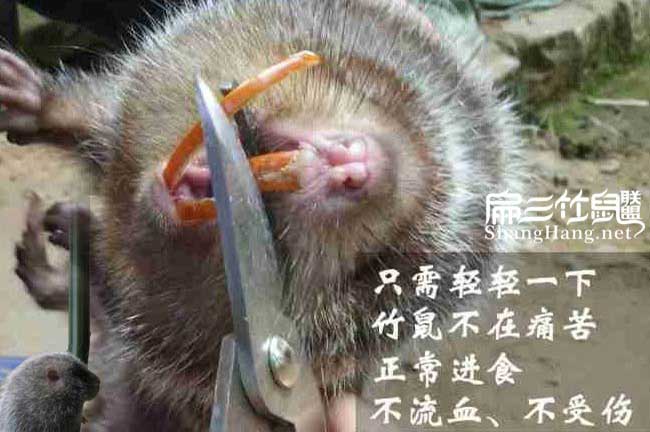 湖南竹鼠牙齒怎么剪?廣西用什么剪刀工具方法來(lái)剪?