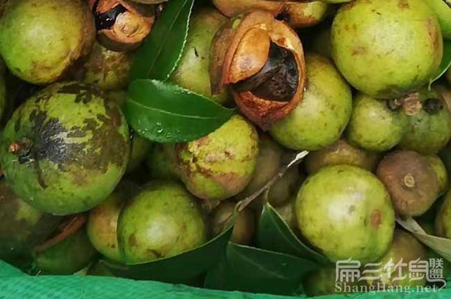 湘潭茶籽收購