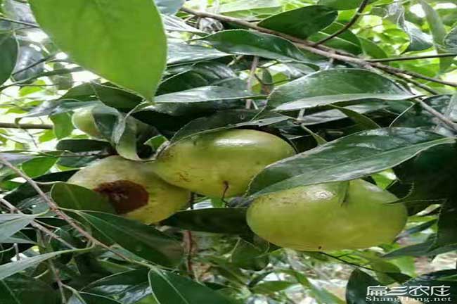 鷹潭青果油茶批發(fā)