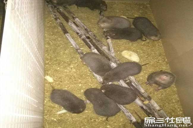 桂林竹鼠價(jià)錢