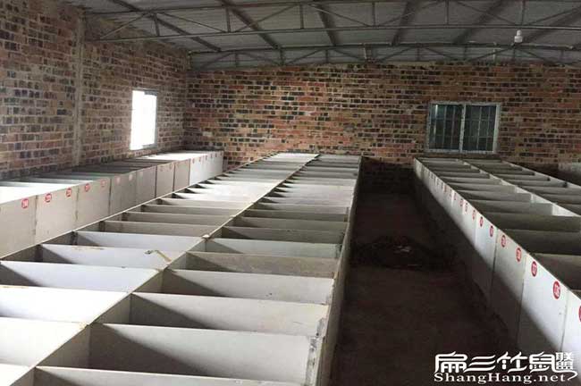 2024竹鼠養(yǎng)殖基地